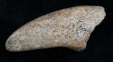 Theropod Foot Claw From Montana - Possible Tyrannosaurid #11827-2